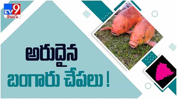 Rare Fish: సూర్యాపేట జిల్లాలో అరుదైన ఎర్ర చందనం మరియు బంగారు తీగ చేపలు వీడియో...