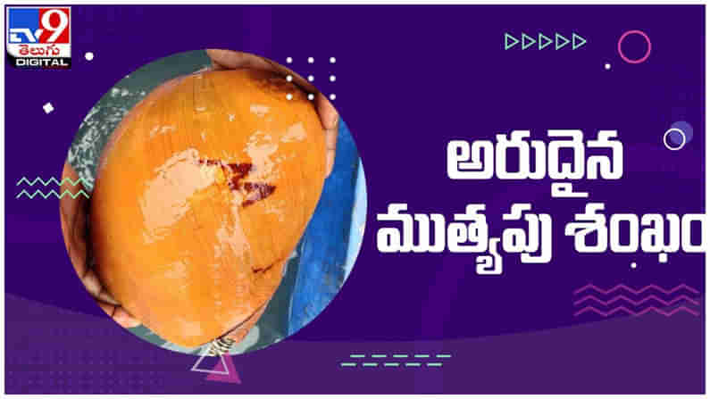 Rare Pearl Cone: వలలోకి చిక్కిన అరుదైన శంఖం...!! కొనేందుకు పోటీపడ్డ వ్యాపారులు... ( వీడియో )