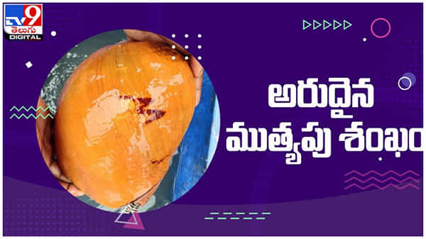 Rare Pearl Cone: వలలోకి చిక్కిన అరుదైన శంఖం...!! కొనేందుకు పోటీపడ్డ వ్యాపారులు... ( వీడియో )