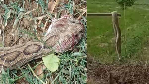 Rare Snake: కూలీల కంటపడిన అరుదైన పొడజాతి పాము.. భయపడి చంపేసిన స్థానికులు