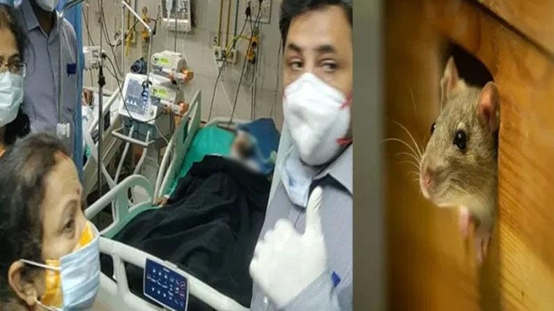 Rat Bites Patient: ముంబైలో దారుణం.. పేషెంట్ కన్ను కొరికిన ఎలుక.. అసలేం జరిగిందంటే!