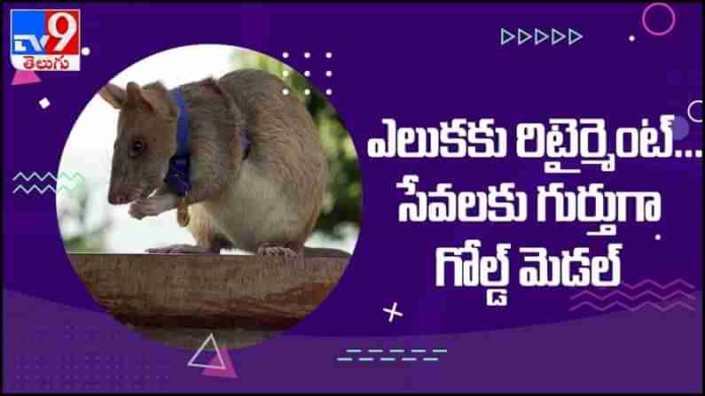 Viral Video: ఎలుకకు రిటైర్మెంట్...!! అపూర్వ సేవలకు గుర్తుగా గోల్డ్ మెడల్... ( వీడియో )