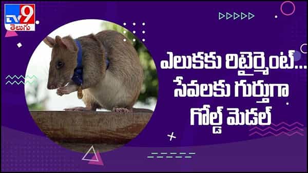 Viral Video: ఎలుకకు రిటైర్మెంట్...!! అపూర్వ సేవలకు గుర్తుగా గోల్డ్ మెడల్... ( వీడియో )