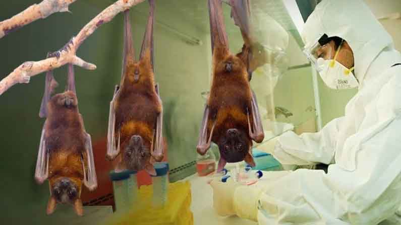 Research on Bats: మన దగ్గరా గబ్బిలాల పై పరిశోధన..ఎప్పటినుంచి..ఎక్కడో.. ఎందుకో తెలుసా?