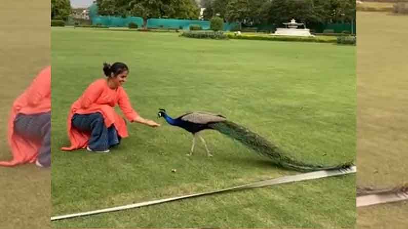 Saina Nehwal: భారత బ్యాడ్మింటన్ స్టార్ సైనా నెహ్వాల్ నెమలితో చెలిమి.. వైరల్ అయిన వీడియో