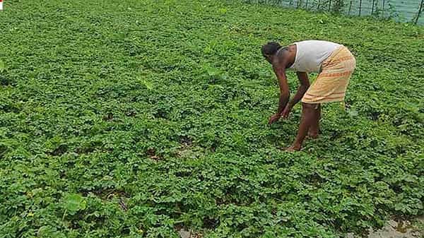 Sarpgandha Farming : ఈ ఔషధ మొక్క రైతులను లక్షాధికారి చేస్తుంది..! తక్కువ ఖర్చు.. ఎక్కువ లాభం..?