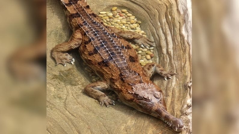 ప్రపంచంలోని మొత్తం సెన్యులాంగ్ మొసళ్ళ సంఖ్య 2,500 నుంచి 10,000 వరకు ఉంది. ఇది ముదురు ఎరుపు-గోధుమ రంగులో నల్ల మచ్చలతో ఉంటుంది.