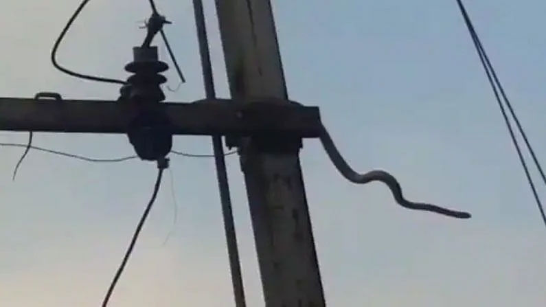 Viral Video: కరెంట్‌ పోల్‌ ఎక్కిన 10 అడుగులు భారీ విషసర్పం.. అంతలోనే ఊహించని పేలుడు.. వైరల్ వీడియో.!