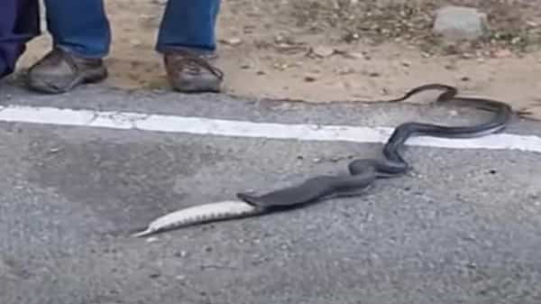 Shocking Video: పైథాన్ను మింగేసిన నాగుపాము.. గగుర్పాటుకు గురి చేసే వీడియో.!
