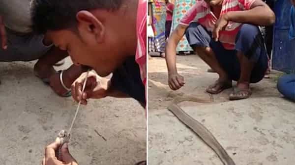 Viral Video: నాగుపాముకు ప్రాణం పోసిన యువకుడు.. స్ట్రాతో ఊపిరి ఊదుతూ.. వైరల్గా మారిన వీడియో.!