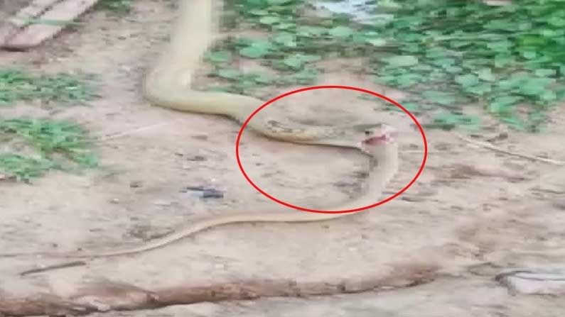 Viral Video: వామ్మో..! ఈ తాచుపాము మాముల్ది కాదు.. ఏకంగా 3 అడుగుల కోబ్రాను మింగేసింది.. కానీ