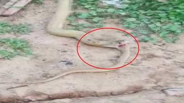 Viral Video: వామ్మో..! ఈ తాచుపాము మాముల్ది కాదు.. ఏకంగా 3 అడుగుల కోబ్రాను మింగేసింది.. కానీ