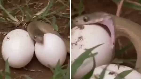 Shocking Video: ఆకలితో ఉన్న పాము... ఓ భారీ సైజ్ గుడ్డును ఎలా మింగేసిందో మీరే చూడండి