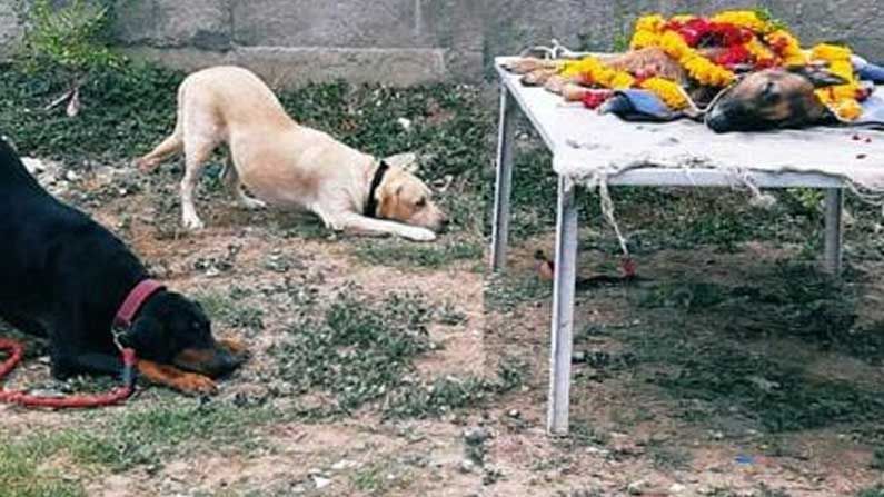 Gujarat Sniffer Dog: పోలీసులకు సేవలందిస్తున్న స్నిఫర్ డాగ్  మృతి.. శ్రద్ధాంజలి ఘటించిన తోటి కుక్కలు.. ఫోటో వైరల్