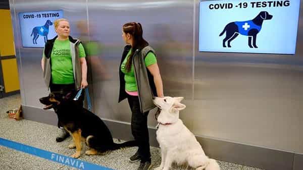 Sniffer Dogs: కరోనా గుర్తించడానికి కుక్కలు.. కొన్ని దేశాల్లో ప్రయత్నాలు.. నిపుణులు ఏం చెబుతున్నారు?