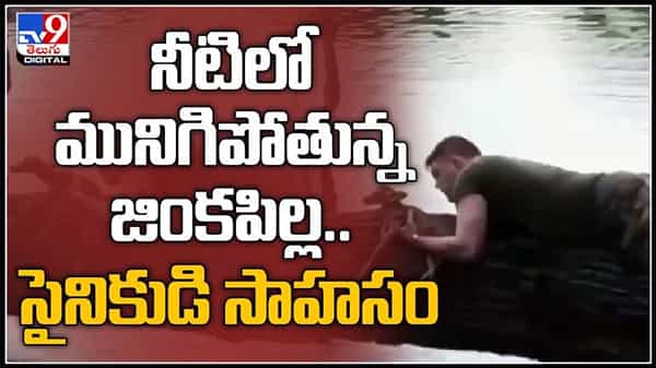 నీటిలో మురిగిపోతున్న జింక పిల్లకు సైనికుడి సహాయం... సోల్జర్ పై ప్రశంశల వర్షం కురిపిస్తున్న నెటిజన్లు..:Viral Video.