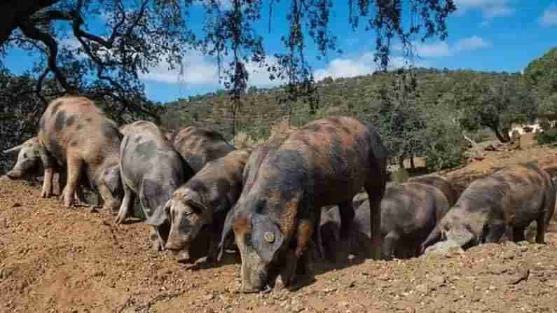 Spain Ham : గిన్నిస్ బుక్ రికార్డ్‌లో పందిమాంసం..! ఒక ముక్క ధర ముచ్చటగా 3 లక్షలు..? ఎక్కడో తెలుసా..