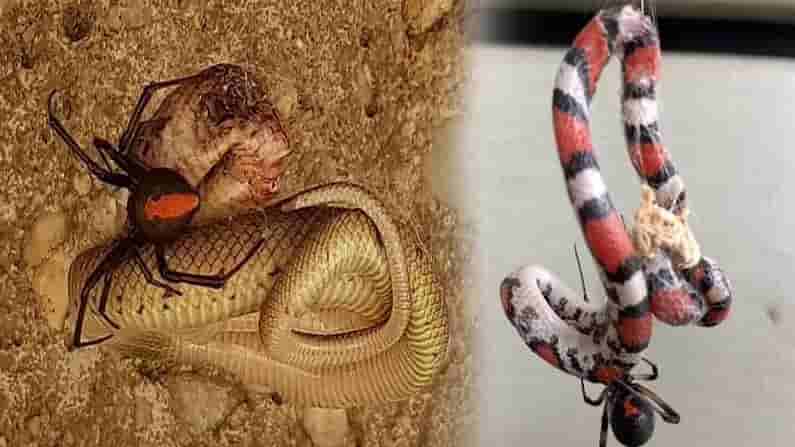 Viral News: పాములకు విషమిచ్చి చంపేస్తున్న సాలీడులు.. జుర్రుకుంటూ తినేస్తున్న వైనం.!