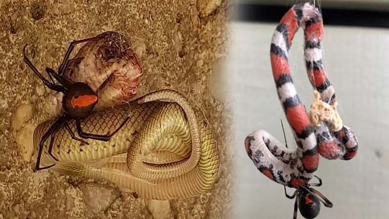 Viral News: పాములకు విషమిచ్చి చంపేస్తున్న సాలీడులు.. జుర్రుకుంటూ తినేస్తున్న వైనం.!