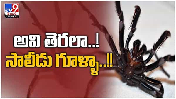 Massive Spider Web: అవి తెరలా.. సాలీడు గూళ్ళ... చెట్టు..పుట్ట అన్నీ సాలెపురుగుల గూటి కిందే.. ( వీడియో )