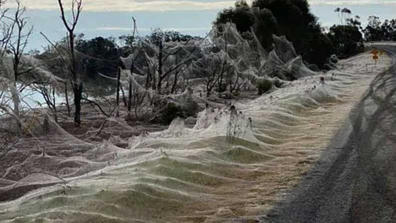 Spiders: ఆస్ట్రేలియాలో అతి పొడవైన సాలెగూళ్ల దుప్పటి.. వెండిలా మెరుస్తున్న సాలీళ్ల వలలు..