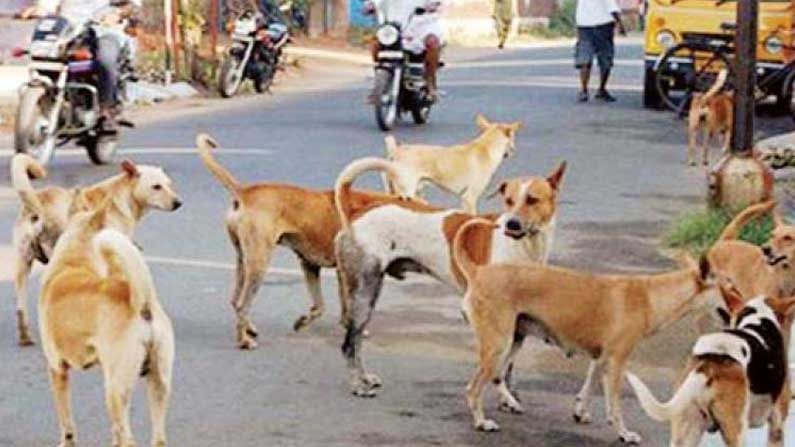 Street Dogs in AP: ఏపీలో వీధి కుక్కలకు వ్యాక్సిన్ వేయడానికి రంగం సిద్ధం చేస్తున్న అధికారులు