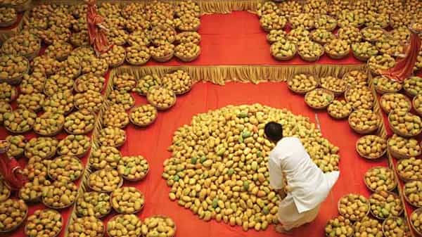 Sugar free Mangoes: చక్కర రహిత మామిడి పండ్లు.. తిన్నారంటే వదిలి పెట్టరు.. పాకిస్తాన్ వ్యవసాయవేత్త సృష్టి!