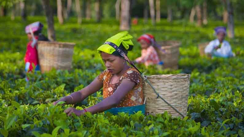 Tea Price: దేశంలో గతేడాది కంటే 25 శాతం పెరిగిన టీ ధరలు..ఎగుమతులపై ధరల ప్రభావం..వచ్చే నెలలో తగ్గే అవకాశం!