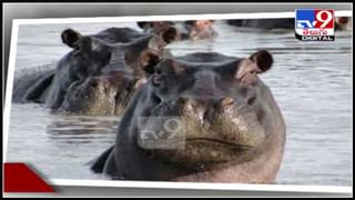 ఇంటి ఆవరణంలోకి దూరిన అడవి ఎలుగుబంటి.పెట్ డాగ్స్ దాడికి యత్నించిన ఎలుగు : Bear and dogs viral video