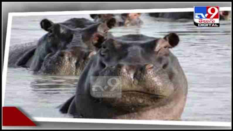 ముగ్గురు టూరిస్టులకు చుక్కలు చూపించిన నీటి గుర్రం.. వైరల్ అవుతున్న వీడియో : Viral Video.