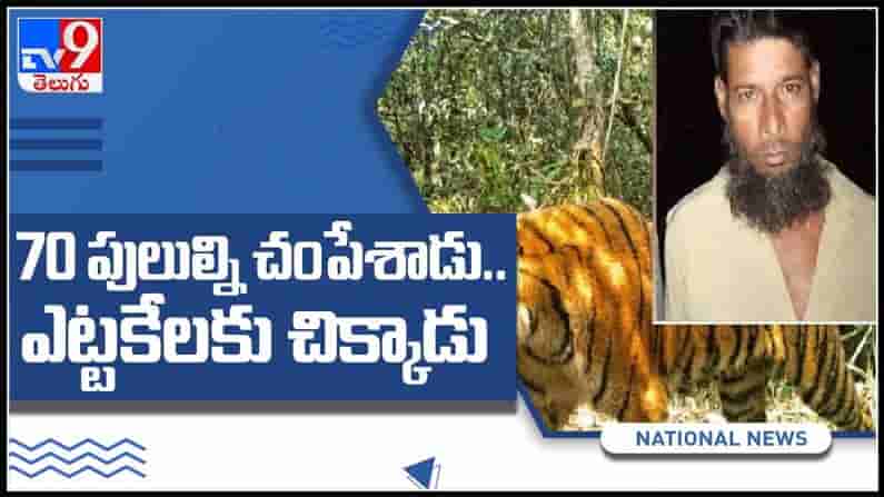 70 పులుల్ని చంపాడు..ఎట్టకేలకు చిక్కాడు. బాంగ్లాదేశ్ పోలీసులకు చిక్కిన టైగర్ హబీబ్ : Viral Video