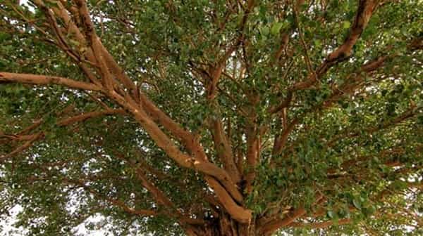 Black Fungus: భయంతో చెట్లన్నీ నరికేస్తున్న ప్రజలు.. వారు చెప్పిన కారణం వింటే షాక్ అవ్వాల్సిందే..