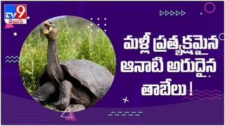 Cockroach: ప్రాణాపాయంలో ఉన్న బొద్దింకకు చికిత్స చేసి ప్రాణం పోసిన డాక్టర్… ( వీడియో )