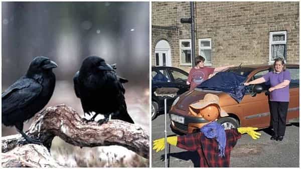 Two Crows Harass : పోకిరి కాకులపై పోలీసులకు ఫిర్యాదు..! ఇంతకీ ఏం చేశాయో తెలిస్తే ఆశ్చర్యపోతారు..