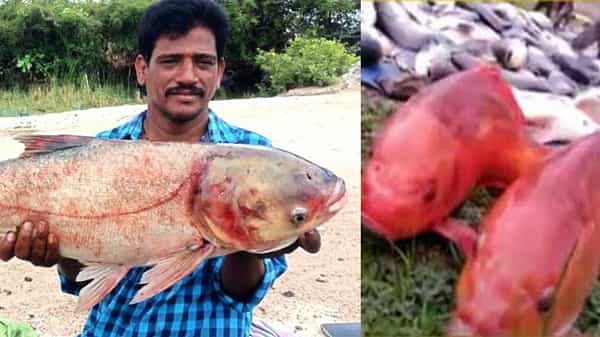 Rare Fish: కరీంనగర్ జిల్లా తిమ్మాపూర్ మండంలో చిక్కిన బంగారు తీగ చేపలు.. సూర్యాపేట జిల్లాలో అరుదైన ‘ఎర్ర చందనం’