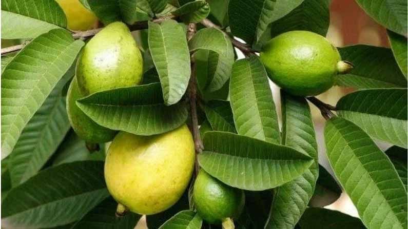 Variety of Guava : స్పెషల్‌ జామను పండిస్తూ లక్షలు సంపాదిస్తున్న రైతులు..! ఆరోగ్యంతో పాటు ఆదాయం కూడా..?