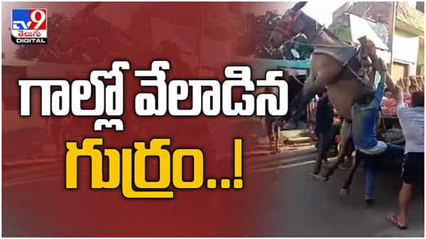 Viral Video : గాల్లో వేలాడిన గుర్రం.. మనిషి చేసే తప్పులు జంతువులకు ముప్పు... ( వీడియో )