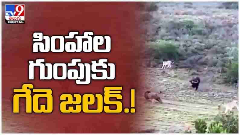 Viral Video: సింహాల గుంపుతో గేదె పోరాటం... అంతలోనే ఊహించని ట్విస్ట్.. ( వీడియో )