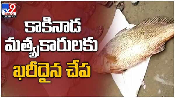 Kakinada: కాకినాడ మత్స్యకారుడి వలలో చిక్కిన ఖరీదు చేసే చేప... ( వీడియో )