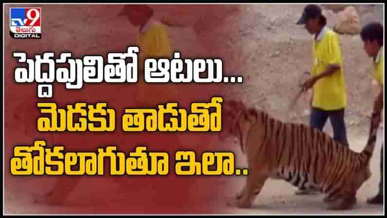 Tiger Viral Video : పెద్దపులితో ఆటలు...మెడకు తాడుతో, తోకలాగుతూ ఇలా..వైరల్ అవుతున్న వీడియో.