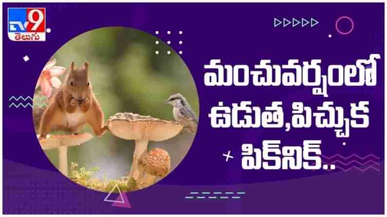 Viral Video: మంచు వర్షంలో ఉడుత, పిచ్చుక పిక్‌నిక్... ప్రస్తుతం నెట్టింట వైరల్ వీడియో..