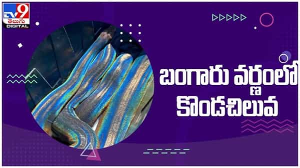 Viral Video: బంగారు వర్ణంలో కొండచిలువ... బ్రూవర్ షేర్ చేసిన వీడియో ప్రస్తుతం నెట్టింట వైరల్...