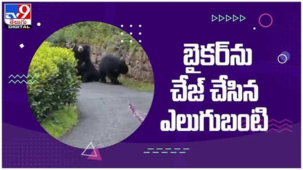 Viral Video: బైకర్‌ను చేజ్‌ చేసిన ఎలుగుబంటి..!! చివరికి ఏమైందంటే...?? ( వీడియో )