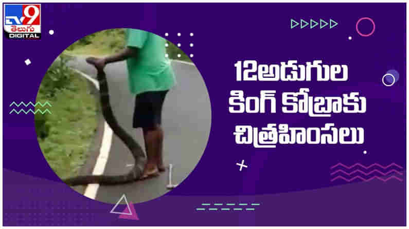 Viral Video: అడవిలో ఉన్న పన్నెండు అడుగుల కింగ్ కోబ్రాకు చిత్రహింసలు... ( వీడియో )