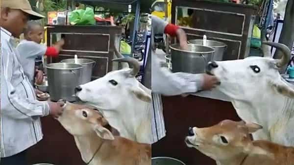 Viral Video: ఆవురావురుమంటూ పానీపూరిలను తెగ లాగిస్తున్న ఆవు, దూడ.. వైరల్గా మారిన వీడియో..