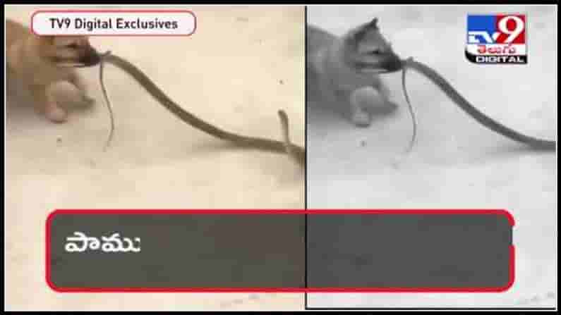 Viral Video: నాగుపాము షాక్స్.. కుక్కపిల్లలు రాక్స్..పామును ఆటాడించిన కుక్కపిల్లలు.