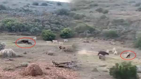 Viral Video: సింహాల గుంపుతో గేదె పోరాటం.. అంతలోనే ఊహించని ట్విస్ట్.. కట్ చేస్తే.! వైరల్ వీడియో