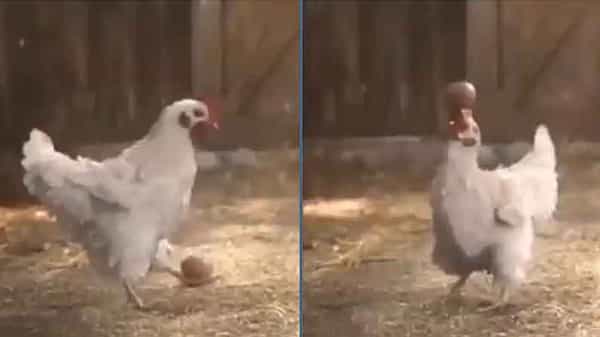 Viral Video: గుడ్డుతో కోడి సయ్యాటలు..సినిమా రేంజి స్టంట్లు..వైరల్ గా మారిన వీడియో..విషయం తెలిస్తే నవ్వుకుంటారు!