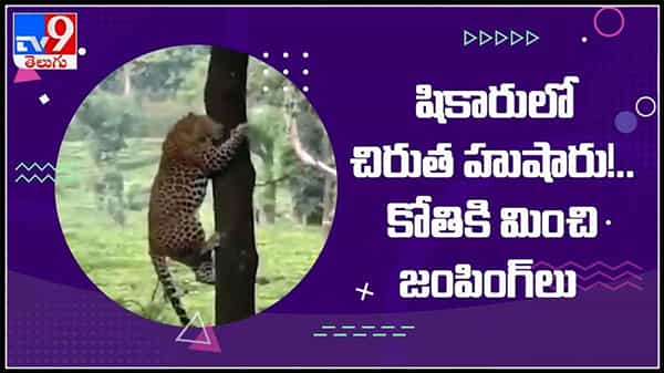 షికారులో చిరుత హుషారు..జంతు ప్రపంచంలోనే అద్భుతం.. కోతికి మించి జంపులు చేసిన చిరుత వైరల్ అవుతున్న వీడియో :Viral Video