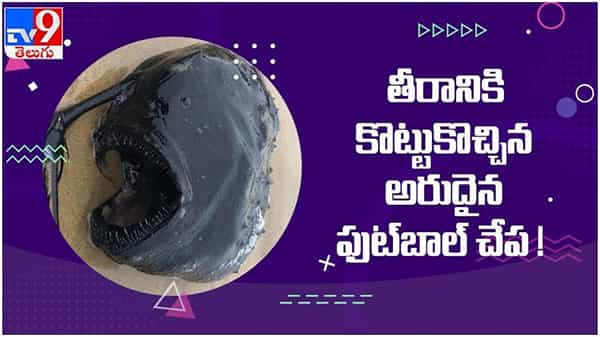 Viral Video: సాగర తీరానికి కొట్టుకొచ్చిన అతి అరుదైన ఫుట్ బాల్ చేప...!! ( వీడియో )